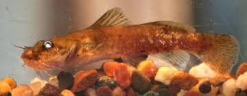 Image result for Platostoma montanum