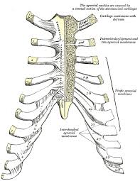 In your human body the rib cage is also known as the thoracic cage and is a core section of the human skeleton, provide. Rib Cage Anatomy