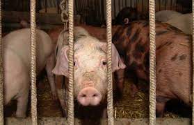 6 Pig Diseases You Should Know Wattagnet