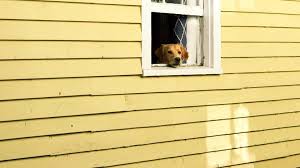 + what is the first steps to getting a puppy from highfalutin furry babies? How To Adopt A Dog In Orlando The Dog People By Rover Com