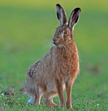 Brown Hare Brown Hares Have Long Ears With Black Tips And They Have Longer Legs Than Rabbits They Are The Fastest La Mammals Fisher Animal Nocturnal Animals