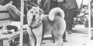 Huzunlu Bir Dostluk Hikayesi Kopek Hachiko Nun Insanliga Ders Veren Yasami Dusunbil Portal Dusunmek Ozgurluktur