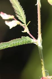 Image result for Aeschynomene indica