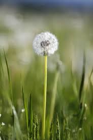 Image result for Taraxacum sp.