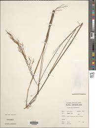 Image result for Loudetia simplex