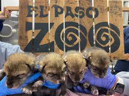 Browse search results for free pets and animals for sale in el paso, tx. El Paso Zoo Welcomes 6 Mexican Gray Wolf Pups Into The Pack People Com
