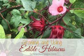 Hibiscus flowers, orange, raw sugar, water, cinnamon stick. Growing And Using Edible Hibiscus A Tasty Addition For Your Garden And Kitchen Schneiderpeeps