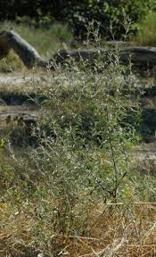 Image result for Dicoma tomentosa