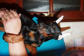 Der dobermann ist ein kräftiger und großer hund. Kupierte Ohren Und Rute Kupiert Welpen Zu Verkaufen In Wien Tiere Kleinanzeigen