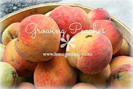 Many are on dwarfing tree rootstocks, making harvest surprisingly convenient and more enjoyable. Growing Peaches In Virginia Peach Fruit Trees Backyard Growing Fruit