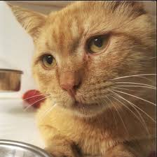 Click here to see some of the cwc success stories. Kitty Kitty Cats Animal Shelter Dog Adoption