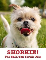 Shorkie Is The Shih Tzu Yorkshire Terrier Mix The Perfect