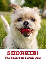 shorkie is the shih tzu yorkshire terrier mix the perfect