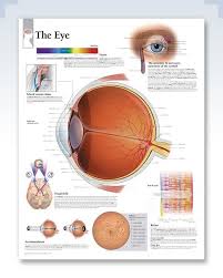 The Eye Chart 22x28 Eye Chart Eyes Eye Anatomy