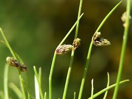 Image result for Isolepis setacea