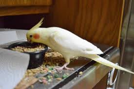 Birds For Sale In Florida Craigslist Next Favorite This Post Missing Yellow Cockatiel Madison Hide This Posting Image 1 Of 5 C Craigslist Map Data C Op Cockatiel Losing Her Lost Found