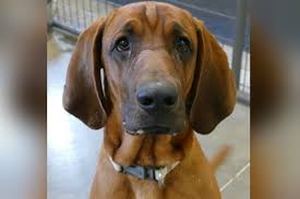 As wyoming's largest animal adoption agency, the cheyenne animal shelter has the widest selections of cats and dogs, rabbits, small mammals and more in wyoming. Copper Casper Humane Society Pet Of The Week Casper Wy Oil City News
