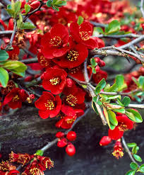 Check spelling or type a new query. Japanese Quince Red Trail Trees And Shrubs From Spalding Bulb ë¶‰ì€ ê½ƒ ì•„ë¦„ë‹¤ìš´ ê½ƒ ë¶„í™ìƒ‰ ê½ƒ