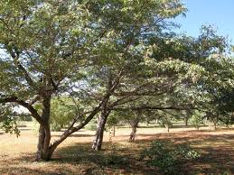 Image result for Baikiaea