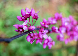Oklahoma state symbols, songs, and emblems. Oklahoma State Tree Redbud