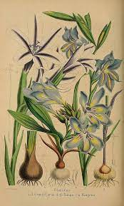 Gladiolus Grandiflorus Circa 1859 Botanical Drawings Flower Illustration Illustration