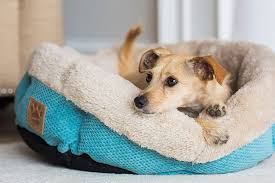 Neither bed has any odor and have been wiped down numerous times following accidents and normal life. 19 Best Dog Beds 2021 The Strategist