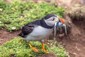 Puffin rock oona dot to dot. Puffin Wikipedia
