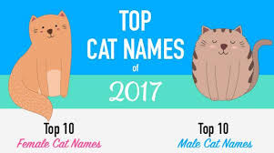 Picks like artemis and juno are climbing, too. Infographic Top Cat Names Of 2017 Katzenworld