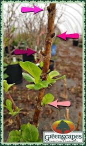 The tlc plant professionals travel nationwide to find locally grown. Hydrangeaa Greenscapes Garden Center Landscape Co