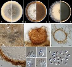 Image result for Meiosperma debile