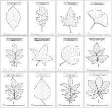 Leaf coloring page for kids. Leaf Coloring Pages Itsybitsyfun Com