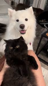 Adorable Pets: Kaya and Her Three Kittens 🐶🐱🐾