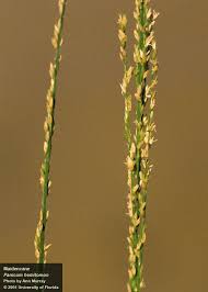 Image result for Panicum infestum