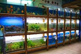 Pin By Stephanus Mardianto On Aquascape Tropical Fish Tanks Fish Tank Fish Breeding