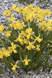 Narcissus Tete A Tete A Miniature Cyclamineus Daffodil Division 6 That Flowers Very Early Often In Late Winter It Is W Daffodils Narcissus Flower Garden
