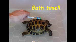 Giving Our Tortoise S A Bath Cleaning Your Horsefield Tortoises Youtube