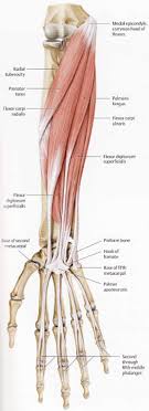 Anatomy ▶ upper limb ▶ areas ▶ lateral epicondyle of humerus. Origin Medial Epicondyle Of The Humerus Insertion Base Of The 2nd Metacarpal And Sometimes The 3rd Action Median Nerve Muscle Anatomy Anatomy For Artists