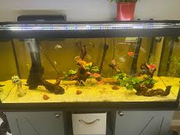 Image result for Syngonanthus robinsonii