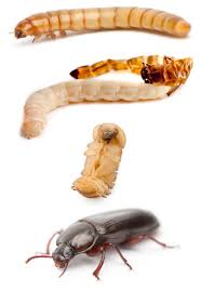 Mealworm Life Cycle