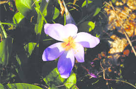 Image result for Ophioglossum thomasii