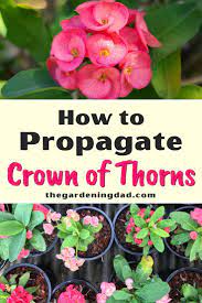 How To Grow Crown Of Thorns Indoors Outdoors 3 Proven Tips Crown Of Thorns Plant Crown Of Thorns Propagating Plants