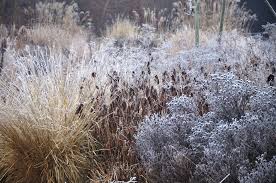 Check spelling or type a new query. Expert Advice 9 Tips For A Moody Winter Garden Gardenista