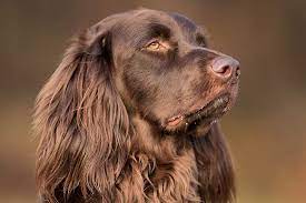 Powerful , speedy , and agile , the gsp is built for long days of working close with their owners. German Longhaired Pointer Dog Breed Information American Kennel Club