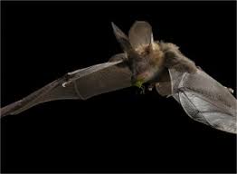 Read general bat extermination prices, tips and get free pest control estimates. Economic Value Of Bat Predation Services A Review And New Estimates From Macadamia Orchards Sciencedirect