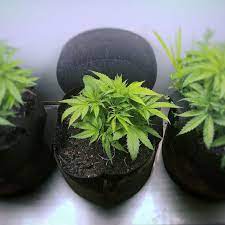 How To Grow Weed Indoors: An Ultimate Guide 2019 | The Strategist