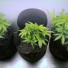 Light cycle of the vegetative stage. How To Grow Weed Indoors An Ultimate Guide 2019 The Strategist