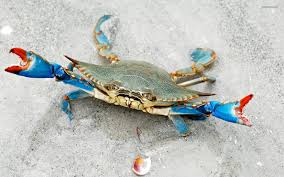 Yengec Crab Blue Crab Crab Tattoo Crab