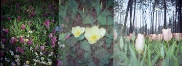 2020 superhero film by patty jenkins. Stubborn Diana Mini Won T Wind Don T Fight It Lomography