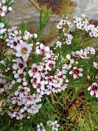 Chamelaucium Uncinatum Plants Garden Plants Flowers