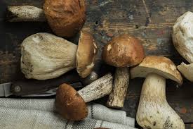 We did not find results for: The 12 Most Expensive Mushrooms In The World Ventured